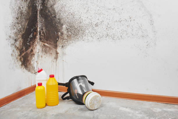 Best Office Mold Removal Services  in Exander City, AL