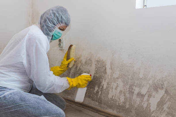 Best Residential Mold Removal  in Exander City, AL
