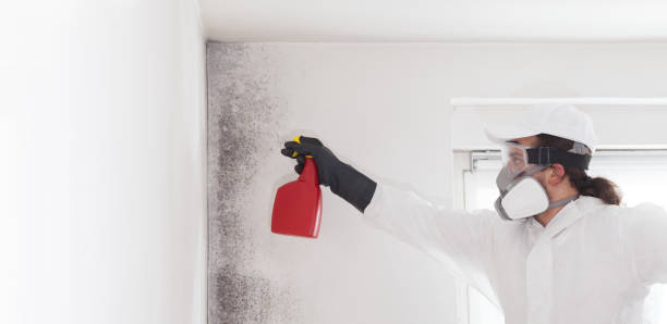 Crawl Space Mold Removal in Alexander City, AL