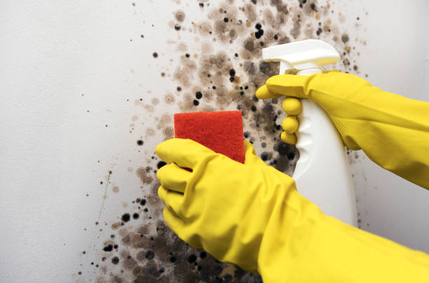 Best Mold Cleaning Services  in Exander City, AL